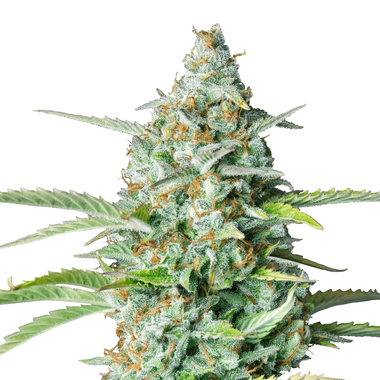 Graine Northern Light Auto