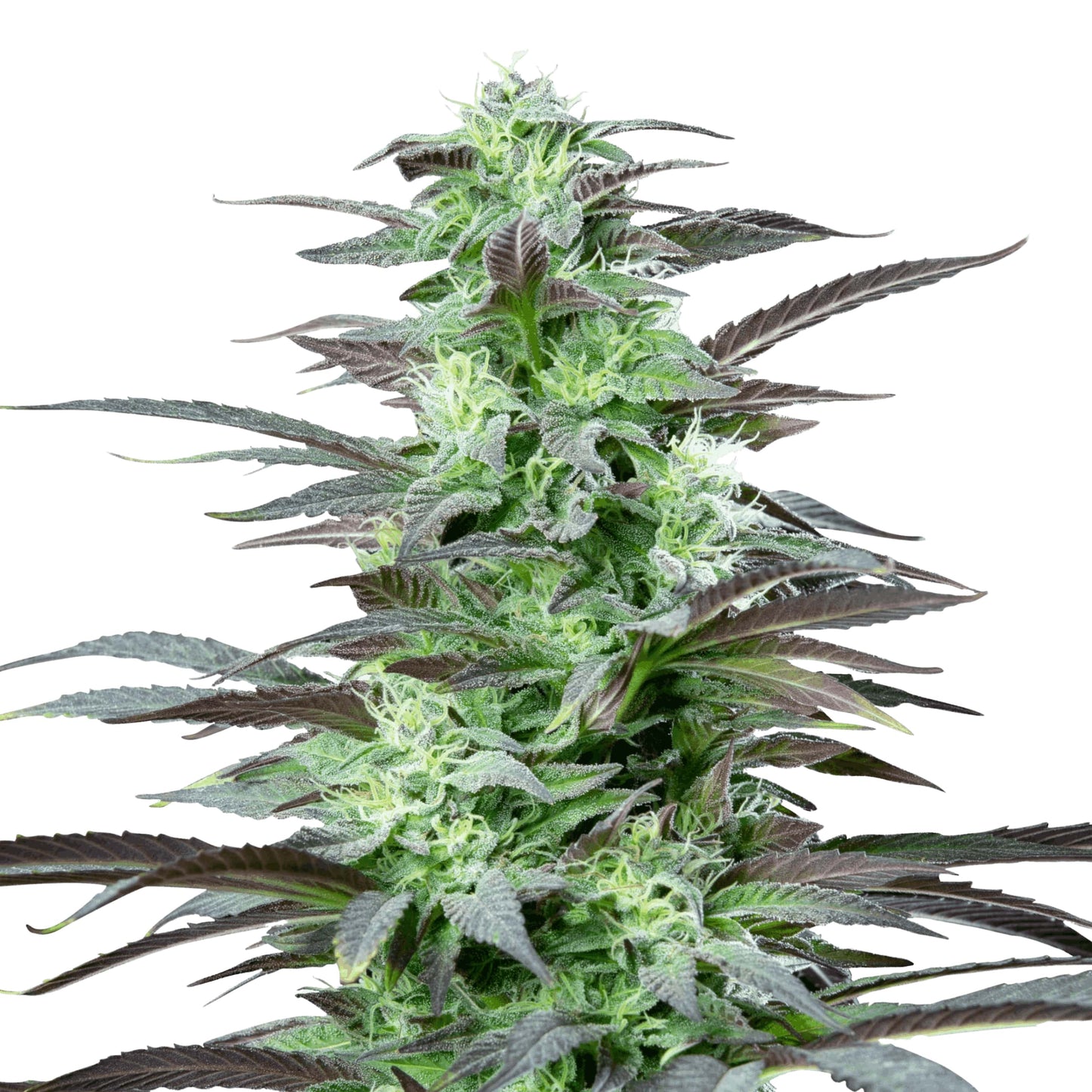 Graine Skunk XL Féminisée
