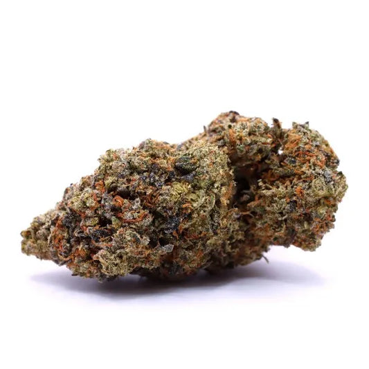 Black widow indoor